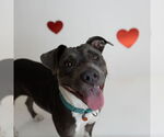 Small #11 American Pit Bull Terrier