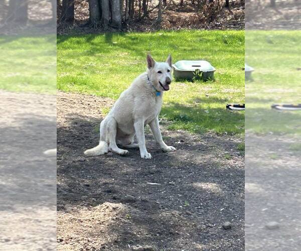 Medium Photo #1 - Mix Puppy For Sale in Hoffman Estates, IL, USA