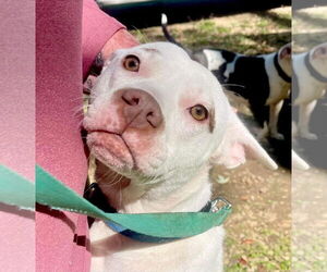 Asia - Female American Pit Bull Terrier Dog for Adoption - Photo #2