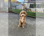 Small Labrador Retriever Mix