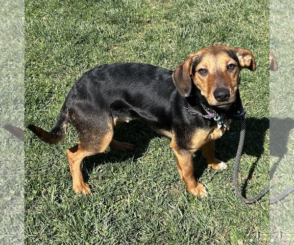 Medium Photo #2 Doxle Puppy For Sale in Batavia, OH, USA