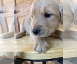 Small Photo #12 Goldendoodle Puppy For Sale in WEST ALEXANDRIA, OH, USA