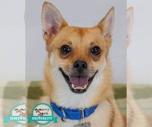 Chihuahua-Unknown Mix Dogs for adoption in Kennesaw, GA, USA