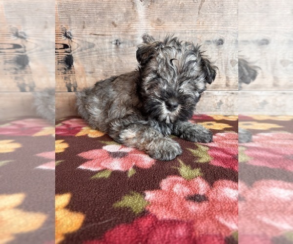 Medium Photo #8 Schnauzer (Miniature) Puppy For Sale in VERMONTVILLE, MI, USA