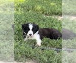 Puppy Gracie Border Collie