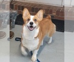 Small #8 Pembroke Welsh Corgi