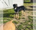 Small #10 Irish Terrier Mix