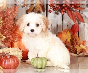 Cavachon Puppy for sale in MOUNT VERNON, OH, USA