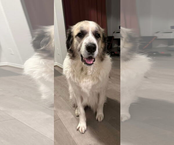 Medium Photo #1 Anatolian Pyrenees Puppy For Sale in Houston, TX, USA