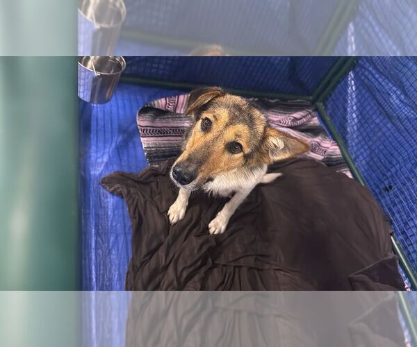 Medium Photo #1 Collie-Unknown Mix Puppy For Sale in Calgary, Alberta, Canada