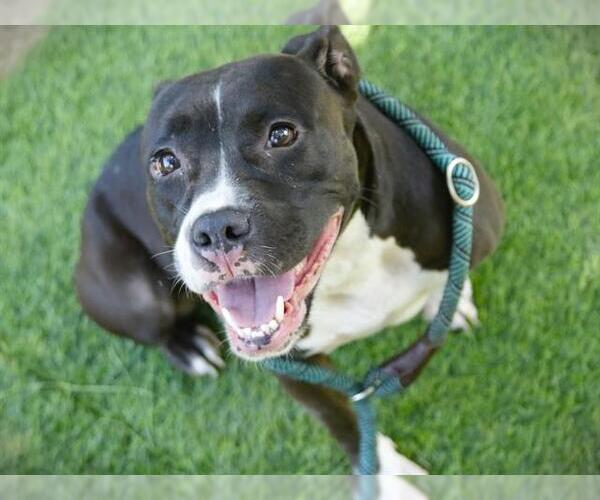 Medium Photo #2 American Staffordshire Terrier-Boxer Mix Puppy For Sale in Tallahassee, FL, USA