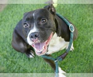 DEKODA - Female American Staffordshire Terrier-Boxer Mix Dog for Adoption - Photo #2