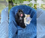 Small Photo #4 Cocker Spaniel Puppy For Sale in KENNEWICK, WA, USA