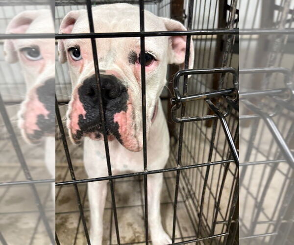 Medium Photo #2 Boxer Puppy For Sale in Austin, TX, USA