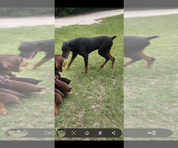 Medium Photo #4 Doberman Pinscher Puppy For Sale in SALLEY, SC, USA
