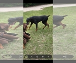 Small #3 Doberman Pinscher