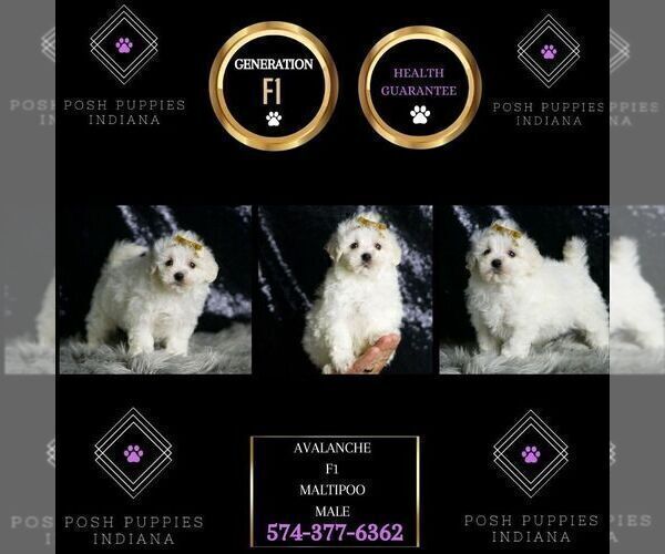 Medium Photo #56 Maltipoo (Miniature) Puppy For Sale in WARSAW, IN, USA
