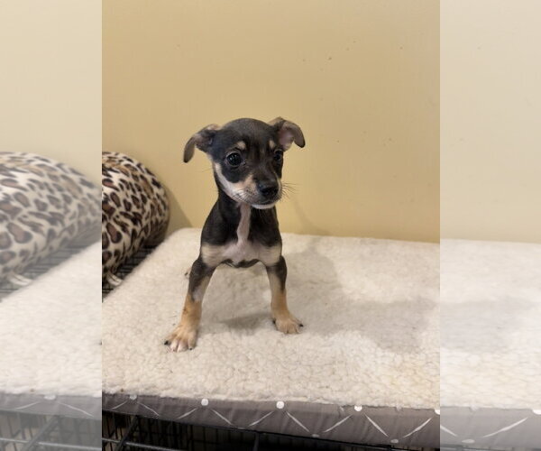 Medium Photo #1 Chihuahua-Unknown Mix Puppy For Sale in Royal Palm Beach, FL, USA