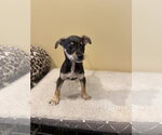 Small Chihuahua Mix