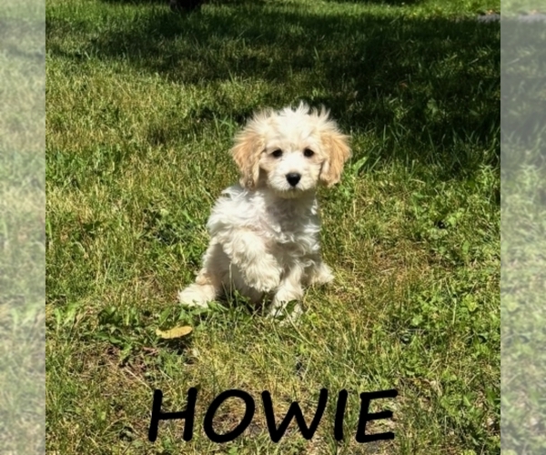 Medium Photo #3 Cockapoo (Miniature) Puppy For Sale in HARTLAND, MN, USA
