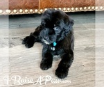 Small Photo #8 Whoodle Puppy For Sale in OVERGAARD, AZ, USA