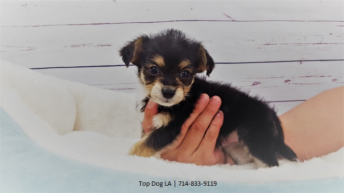 Medium Photo #1 Jack Russell Terrier-Maltese Mix Puppy For Sale in LA MIRADA, CA, USA