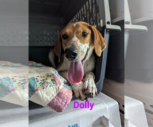 Red Heeler-Treeing Walker Coonhound Mix Dogs for adoption in Franklin, North Carolina, NC, USA