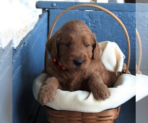 Goldendoodle Puppy for sale in MANHEIM, PA, USA