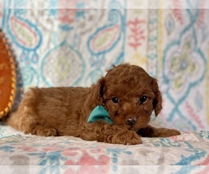 Cavapoo Puppy for sale in LANCASTER, PA, USA