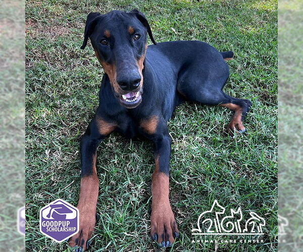 Medium Photo #1 Doberman Pinscher Puppy For Sale in Irvine, CA, USA