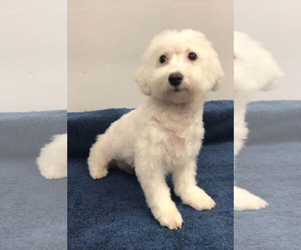 Medium Photo #5 Bichon Frise Puppy For Sale in Lincolnwood, IL, USA