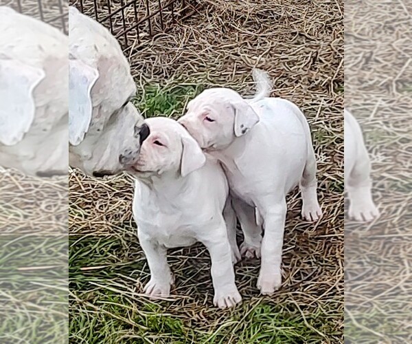 Medium Photo #20 American Bandogge Puppy For Sale in TOMBALL, TX, USA