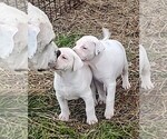 Small Photo #20 American Bandogge Puppy For Sale in TOMBALL, TX, USA