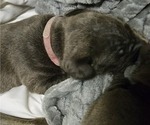 Small Photo #8 Cane Corso Puppy For Sale in WEST MONROE, LA, USA