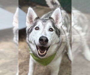 Siberian Husky Dogs for adoption in Matawan, NJ, USA