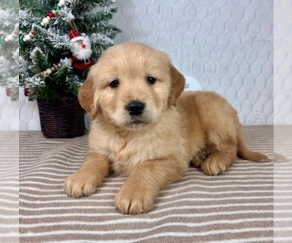 Medium Photo #4 Golden Retriever Puppy For Sale in GREENFIELD, IN, USA