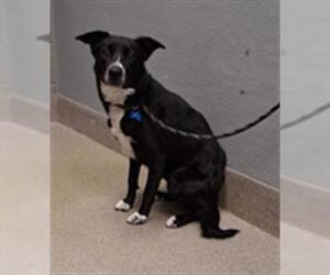 Borador Dogs for adoption in Las Vegas, NV, USA