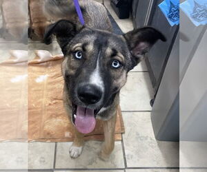 Huskies -Unknown Mix Dogs for adoption in El Centro, CA, USA