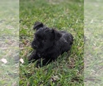 Puppy Francesca Schnauzer (Miniature)