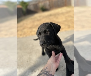 Labrador Retriever Puppy for sale in SAN LEANDRO, CA, USA