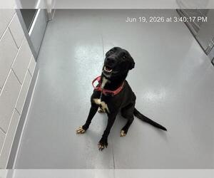 German Shepherd Dog-Unknown Mix Dogs for adoption in Ocala, FL, USA