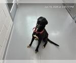 Small German Shepherd Dog Mix