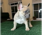 Puppy 1 French Bulldog