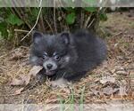 Small #1 Pomeranian