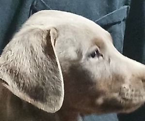 Doberman Pinscher Puppy for sale in DARDANELLE, AR, USA
