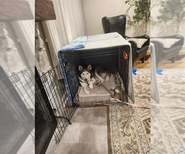 Medium Photo #6 Siberian Husky-Unknown Mix Puppy For Sale in Lake Forest, CA, USA