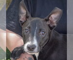 Small #1 Mutt