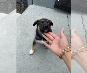 German Shepherd Dog-Siberian Husky Mix Puppy for sale in PLEASANTVILLE, NJ, USA