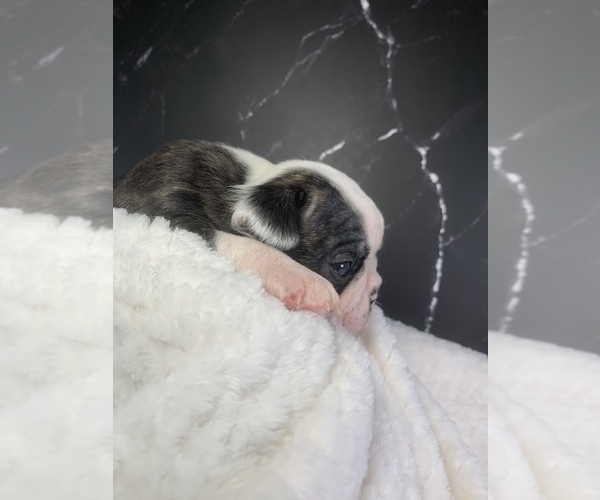 Medium Photo #80 Boston Terrier Puppy For Sale in TULARE, CA, USA