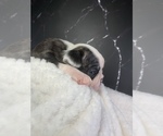 Small Photo #80 Boston Terrier Puppy For Sale in TULARE, CA, USA